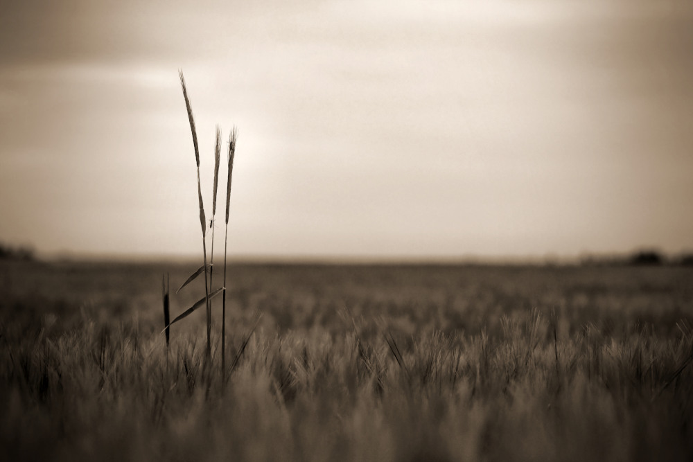 2. Platz Harald Unglert